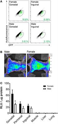 Ovarian Hormones Regulate the Production of Adipocytes From Bone Marrow-Derived Cells